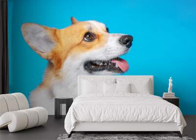 portrait of amazing healthy and happy smart pembroke welsh corgi in the photo studio on the blue background Wall mural