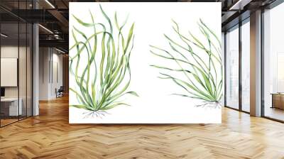 Sea grass. Aquarium plant. Algae, seaweed. Underwater kelp. Green herb. Long leaves. Watercolor illustration for shop design, print, card and logo Wall mural