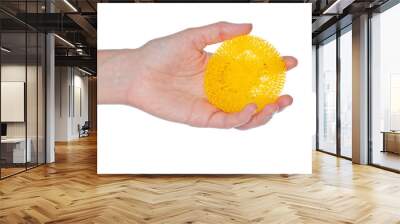 Gloved hand holding a kitchen sponge isolated on a white backgro Wall mural