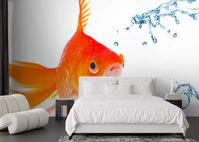 gold fish Wall mural