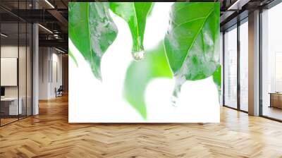 Green beautiful leaves Wall mural