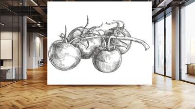 Vector botanical vintage illustration with tomatoes on branch isolated on white. Hand drawn fresh vegetables in engraving style Wall mural