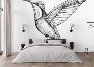 Vector hand-drawn illustration of a Rubin-Topaz hummingbird in the style of an engraving. A black and white sketch of a bird of South America, isolated on a white background. Wall mural