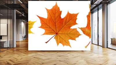 Collection autumn maple leaves isolated on white background. Wall mural