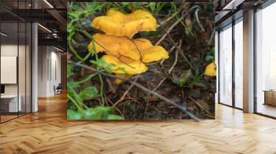 chanterelle mushrooms close up Wall mural