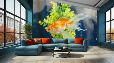 goldfish in the aquarium water Wall mural