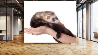 polecat on a hand Wall mural