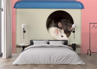 two domestic rats Wall mural