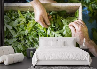 Top view of senior hands about to feed silkworms with fresh mulberry leaves in a traditional way Wall mural