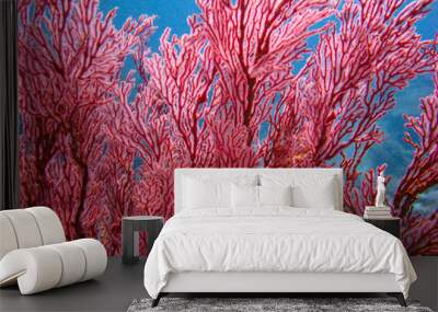 Exotic red coral reef underwater Wall mural