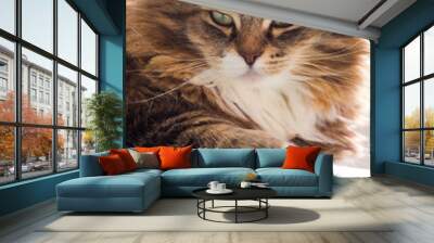 Adorable cat with long hair in relax, siberian purebred animal Wall mural