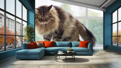 Beautiful brown tabby cat of siberian breed in relax in a house. Hypoallergenic animal of livestock Wall mural