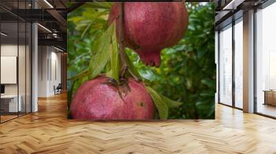 pomegranate on a branch Wall mural