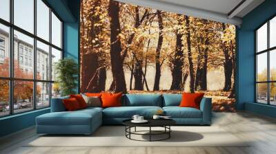 autumn forest Wall mural