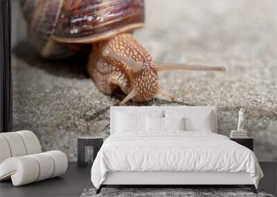 Big snail in shell crawling on road, summer day. Slug close up Wall mural