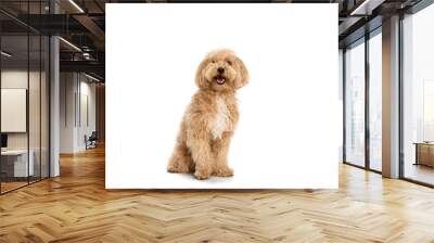 Beautiful dog, maltipoo golden color posing isolated over white background. Concept of beauty, breed, pets, animal life. Wall mural