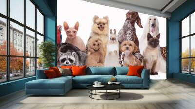 Collage made with different animals sitting against white background. Fish, turtle, chinchilla, ferret, cat, parrot, rabbit, hamster, raccoon. Concept of animal lifestyle, pet friend, care and love Wall mural