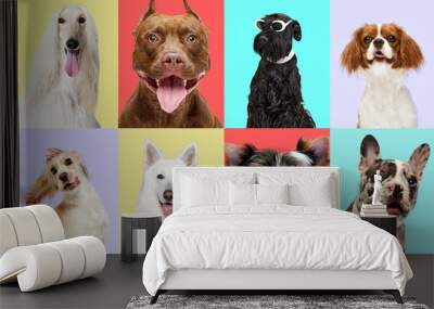 Creative collage made of different breeds of dogs posing against multicolored background. Positive, happy, cute dogs looking ar camera. Concept of animal life, pet friend, care, vet, ad Wall mural