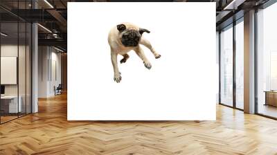 Cute pet dog pug breed jumping with happiness feeling so funny and making serious face. Purebred and smart dog isolated on white background. The friendly concept Wall mural