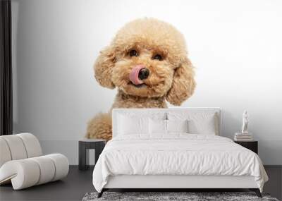 Cute puppy of Maltipoo dog posing isolated over white background Wall mural