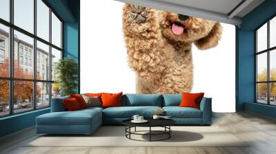 Cute puppy of Maltipoo dog posing isolated over white background Wall mural