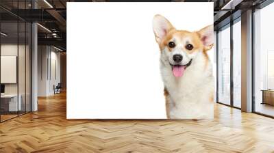 Cute Welsh corgi doggy posing isolated on white studio background. Happy puppy. Concept of motion, pets love, animal life. Wall mural