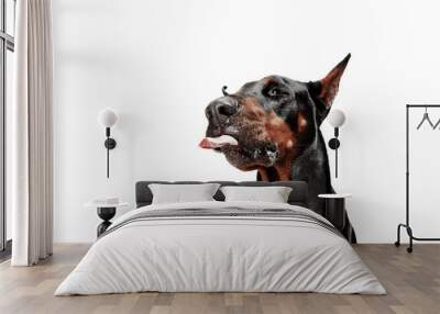 Doberman dog Isolated on white background in studio. The domestic pet concept Wall mural