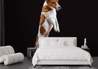 Jack Russell Terrier, isolated on black at studio Wall mural