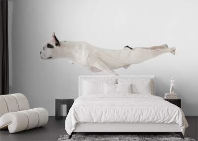 Levitating flying dog. French Bulldog young dog is posing. Cute playful white-black doggy or pet is playing and looking happy isolated on white background. Concept of motion, action, movement. Wall mural