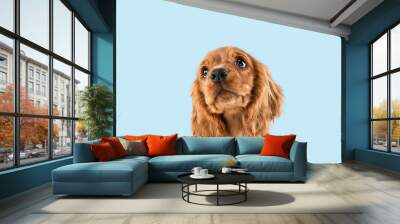 Looking so sweet and full of hope. English cocker spaniel young dog is posing. Cute playful braun doggy or pet is sitting isolated on blue background. Concept of motion, action, movement. Wall mural