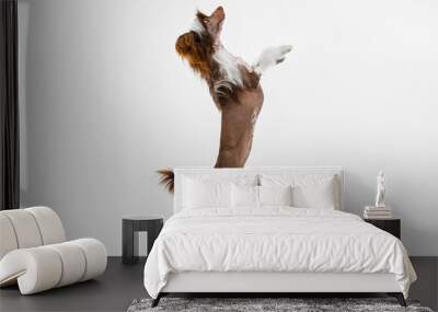 One beautiful pedigree dog, Chinese Crested Dog stands on its hind legs isolated over white studio background. Wall mural