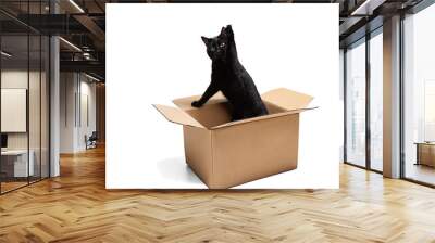 One gorgeous black purebred cat sitting in carton box isolated on white studio background. Animal life concept Wall mural