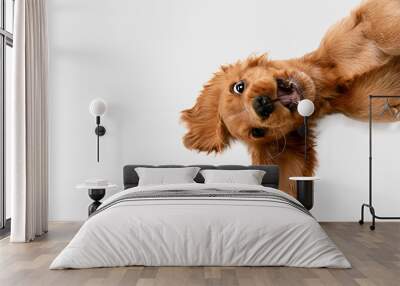 Pure youth crazy. English cocker spaniel young dog is posing. Cute playful white-braun doggy or pet is playing and looking happy isolated on white background. Concept of motion, action, movement. Wall mural