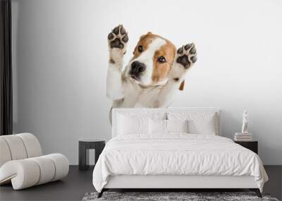 Small funny dog Beagle posing isolated over white studio background. Wall mural