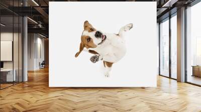 Small funny dog Beagle posing isolated over white studio background. Wall mural