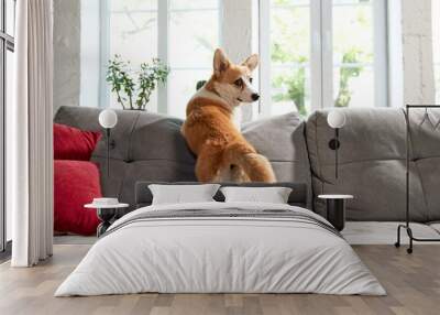 Smart, beautiful corgi dog standing on couch in living room, looking outside the window. Curious, playful pet. Concept of animal life, care, pet friend, lifestyle, happiness, vet Wall mural