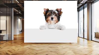 Studio image of cute little Biewer Yorkshire Terrier, dog, puppy leaning on box over white background. Concept of motion, action, pets love, animal life, domestic animal. Copyspace for ad. Wall mural