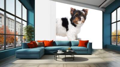 Studio image of cute little Biewer Yorkshire Terrier, dog, puppy peeking out corner over white background. Concept of motion, action, pets love, animal life, domestic animal. Copyspace for ad. Wall mural