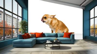 Studio shot of little golden color chihuahua isolated on white studio background. Concept of animal life, breeds, vet and care Wall mural