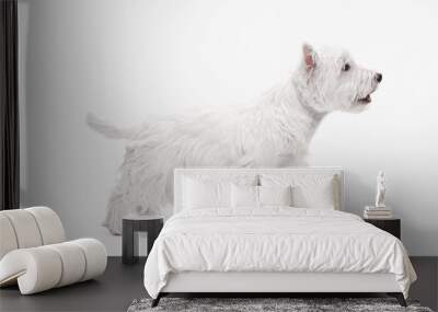 The west highland terrier dog in front of white studio background Wall mural