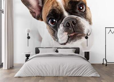 Top view of adorable purebred dog, French bulldog sitting and looking upwards with attention isolated on white studio background. Concept of animals, domestic pet, care, vet, health, companion Wall mural