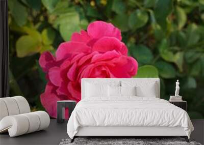 Pink Flower of Rose 'CI. Roseurara' in Full Bloom
 Wall mural