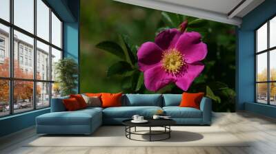 Pink Flower of Wild Rose 'R. davurica Pallas' in Full Bloom
 Wall mural