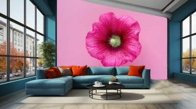 Isolated red flower hollyhock on pink background. Top view. Flat lay concept.  Wall mural