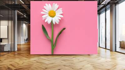 Isolated white chamomile flower on pink background. Top view.  Wall mural