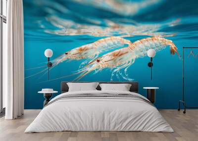 a close-up of a fresh, white shrimp in clear water Wall mural