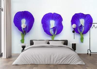 Close up fresh butterfly pea flower or blue pea, bluebellvine ,cordofan pea, bunga telang.telang Wall mural