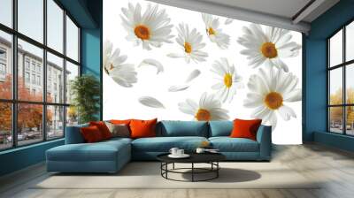 daisies isolated on transparent background Wall mural