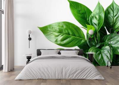 Isolated Fresh Basil Leaves on a Background Wall mural