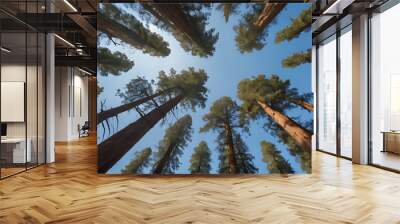 a view of a forest with tall trees and a blue sky Wall mural